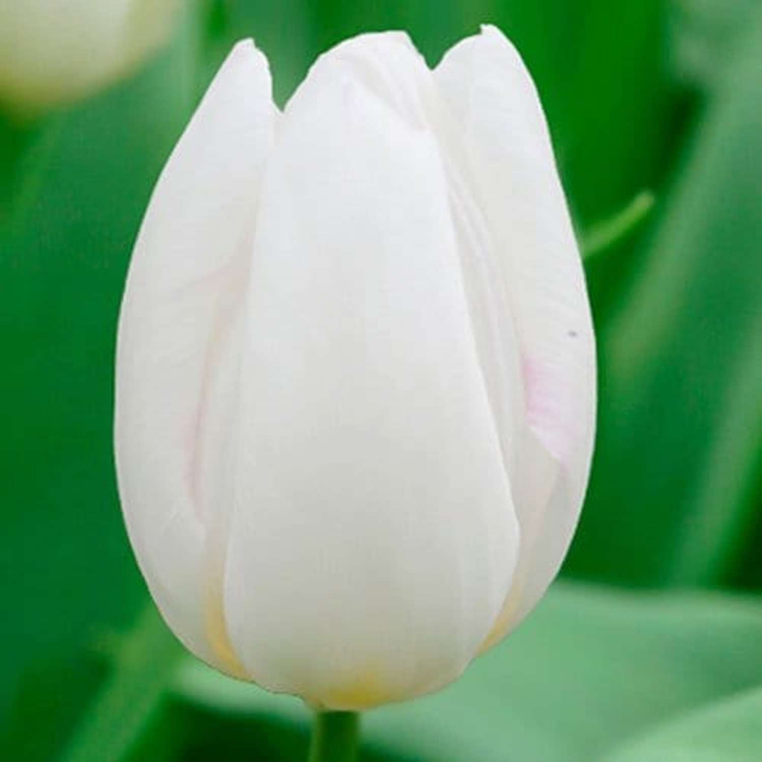 Tulipe 'White Prince'